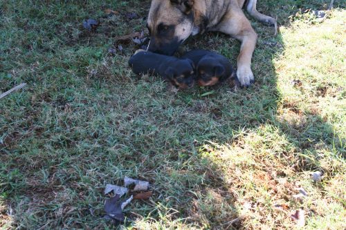 Male and Female puppies